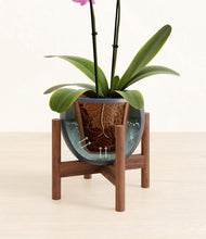 Load image into Gallery viewer, Deep Navy stand:walnut