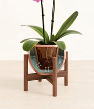 Load image into Gallery viewer, Calm Rose stand:walnut