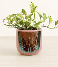 Load image into Gallery viewer, Striped Rose Pink stand:all