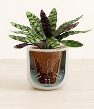 Load image into Gallery viewer, Snowdrift White stand:all