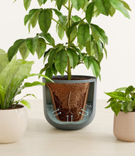 Load image into Gallery viewer, Summet Mist stand:all