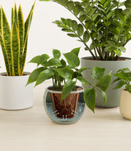 Load image into Gallery viewer, Earthy stand:all