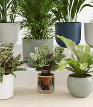 Load image into Gallery viewer, Earthy stand:all
