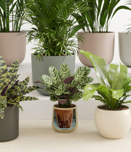 Load image into Gallery viewer, Woodland stand:all