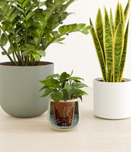 Load image into Gallery viewer, Earthy stand:all