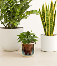 Load image into Gallery viewer, Misty Morning stand:all