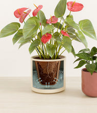 Load image into Gallery viewer, Blush Ivory stand:all
