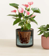 Load image into Gallery viewer, Midnight Rose stand:all