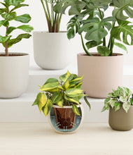 Load image into Gallery viewer, Woodsy Wonders