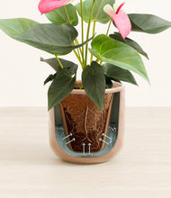 Load image into Gallery viewer, Hammered Peach Pink stand:all