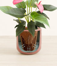 Load image into Gallery viewer, Hammered Rose Pink stand:all