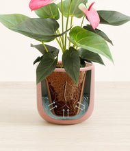 Load image into Gallery viewer, Striped Rose Pink stand:all