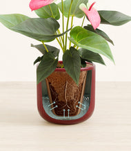 Load image into Gallery viewer, Striped Cherry Red stand:all