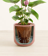 Load image into Gallery viewer, Hammered Rose Pink stand:all