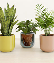 Load image into Gallery viewer, Pixie Petals stand:all