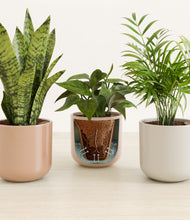 Load image into Gallery viewer, Peach Blossom stand:all