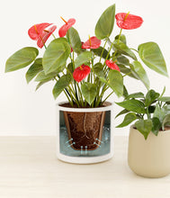 Load image into Gallery viewer, Buttercream stand:all