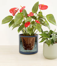 Load image into Gallery viewer, Coastal Breeze stand:all