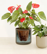 Load image into Gallery viewer, Forest Moss stand:all