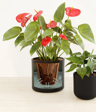 Load image into Gallery viewer, Graphite stand:all