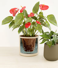 Load image into Gallery viewer, Mountain Top stand:all