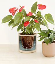 Load image into Gallery viewer, Rose Petal stand:all