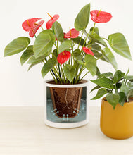 Load image into Gallery viewer, Tiger Lily stand:all