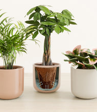 Load image into Gallery viewer, Peach Blossom stand:all