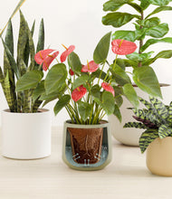 Load image into Gallery viewer, Soft Stone stand:all