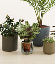 Load image into Gallery viewer, Earthy stand:all