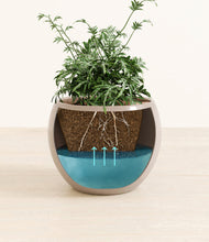 Load image into Gallery viewer, Desert Brown