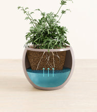 Load image into Gallery viewer, Winter Clouds