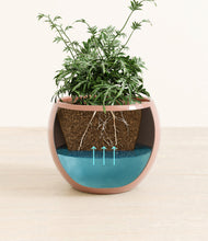 Load image into Gallery viewer, Calm Rose