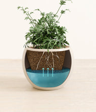 Load image into Gallery viewer, Shiny EggWhite