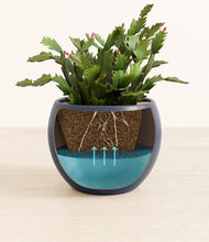 Load image into Gallery viewer, -