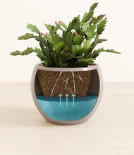 Load image into Gallery viewer, -