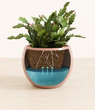 Load image into Gallery viewer, -