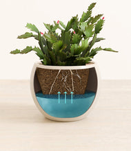 Load image into Gallery viewer, -