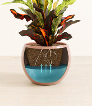 Load image into Gallery viewer, Calm Rose