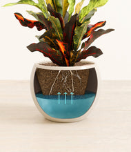 Load image into Gallery viewer, Shiny EggWhite