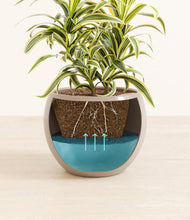 Load image into Gallery viewer, Desert Brown