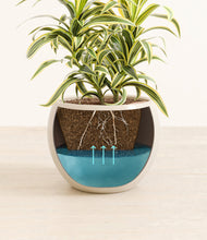 Load image into Gallery viewer, Shiny EggWhite