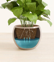 Load image into Gallery viewer, Desert Brown