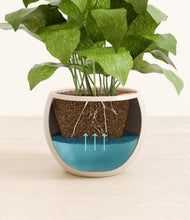 Load image into Gallery viewer, Shiny EggWhite