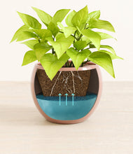 Load image into Gallery viewer, -