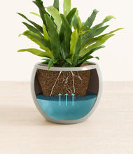 Load image into Gallery viewer, Deep Ocean