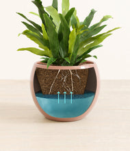 Load image into Gallery viewer, Calm Rose