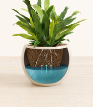 Load image into Gallery viewer, Shiny EggWhite