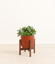 Load image into Gallery viewer, Earth Red stand:walnut