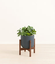 Load image into Gallery viewer, Iron Gray stand:walnut